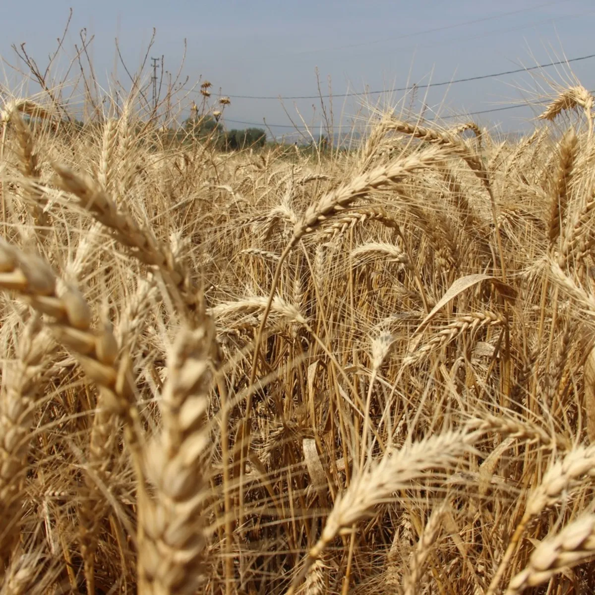 Küresel gıda güvenliği gübre kıskacında: Üre fiyatları rekora koşuyor