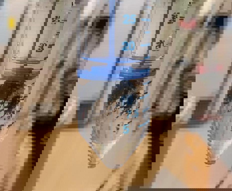 Su altında bir hafta yaşayabilen arı keşfedildi