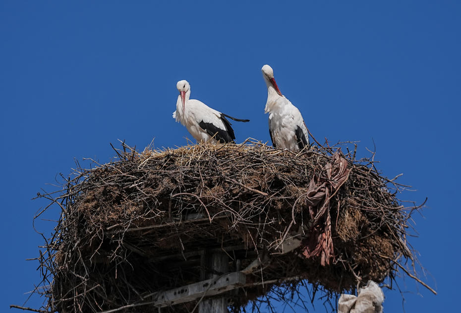 Yaren leylek, eşi Nazlı’ya kavuştu